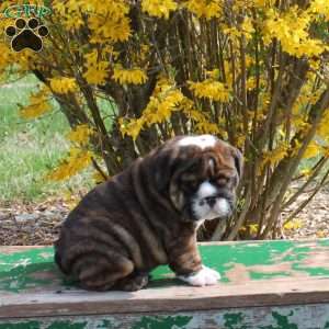 Carter, English Bulldog Puppy